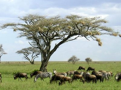 Profilassi Obbligatoria on Destinazioni Burundi E Parco Katavi Tanzania