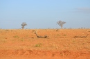 Kenya: Lande solitarie, Colline e Foreste Kenya: Lande solitarie, Colline e Foreste