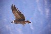 Condor sul Colca - Per�