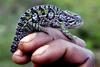 Madagascar - biodiversit�