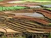 Madagascar - agricoltura a terrazze