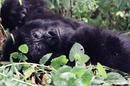Burundi e i gorilla del Rwanda Burundi e i gorilla del Rwanda