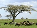 Burundi e parco Katavi (Tanzania) Burundi e parco Katavi (Tanzania)