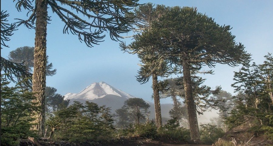 Cile - Vulcano LLaima con arucarie