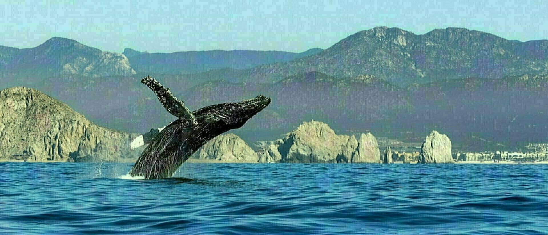 Viaggio in Messico Baja California
